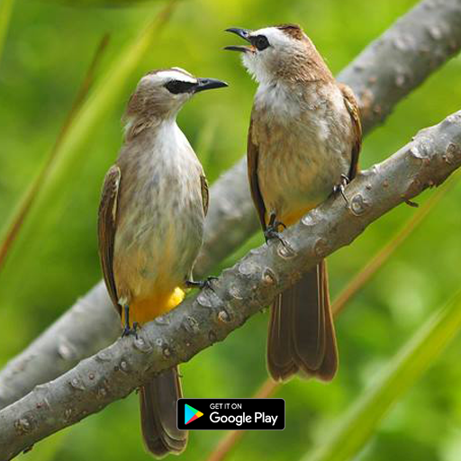 suara pikat burung trucukan