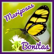 Mariposas Bonitas