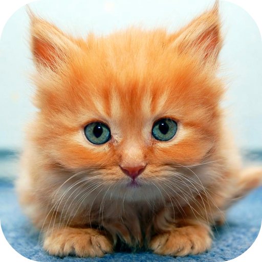 Ginger Cat Live Wallpaper