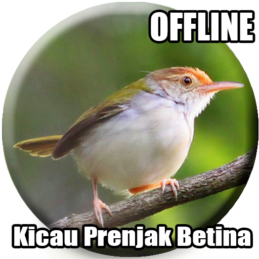 Suara Prenjak Betina Pikat