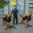 NY City K9 Police Dog Survival