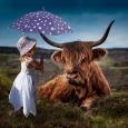 Wallpaper sapi
