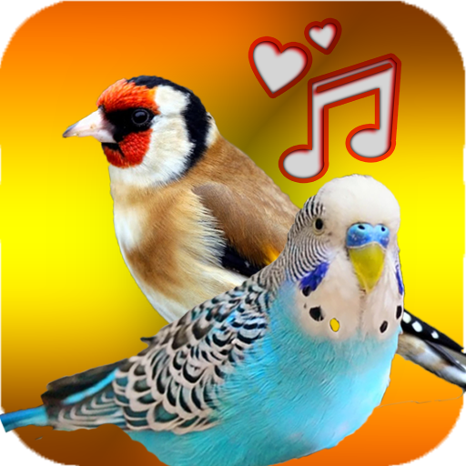 Birds Sounds ( Offline )