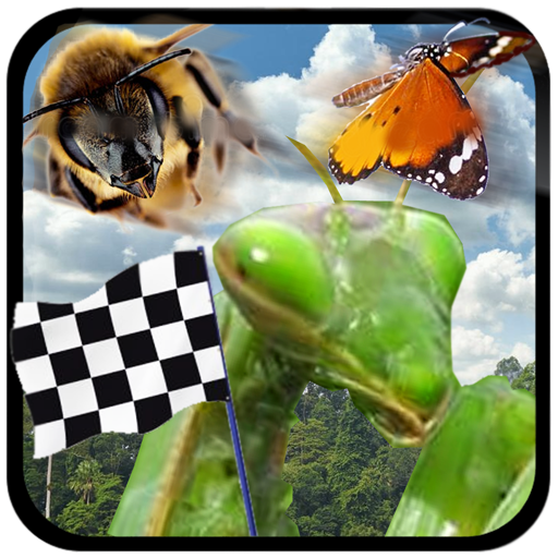 Insect Race