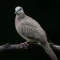 Suara burung merpati tutul