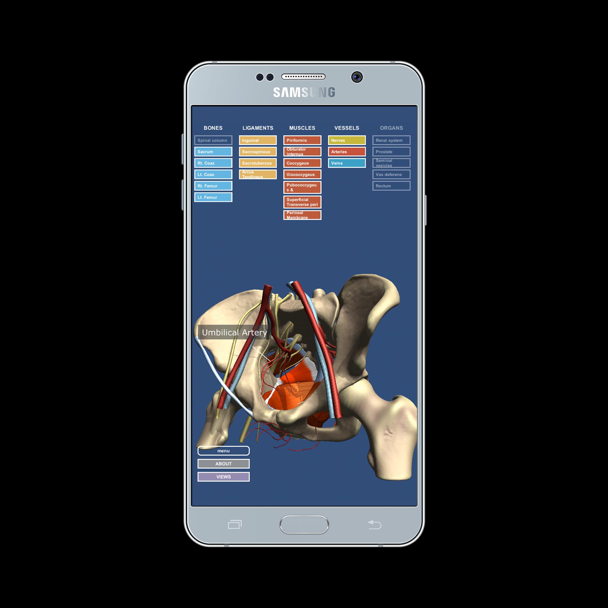 Download Anatomy of the Male Pelvis android on PC