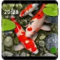3D Koi Fish Live Wallpaper HD