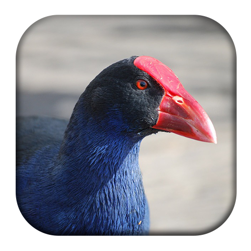 Purple Swamphen Sounds