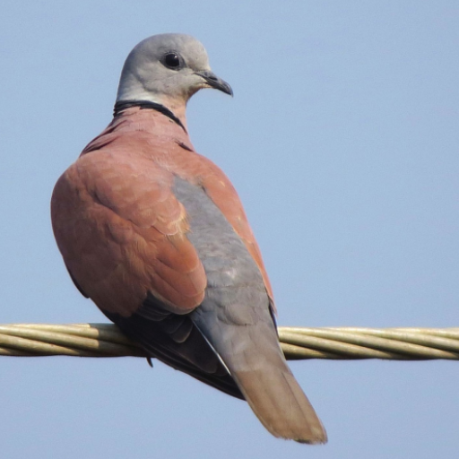 Red Turtle Dove Sounds