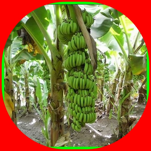 cavendish banana cultivation