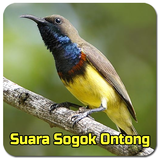 Suara Sogok Ontong Pikat Mp3