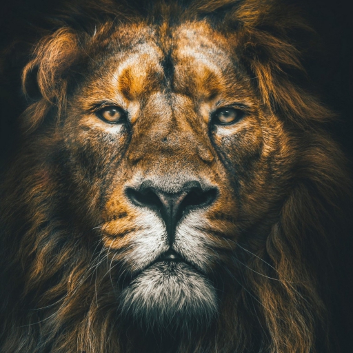 Lion Wallpaper