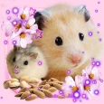 Hamsters Funny Live Wallpaper