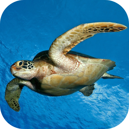 Sea Turtle Underwater