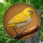Suara Burung Pleci Pikat