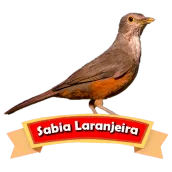 Canto de Sabia Laranjeira Prof