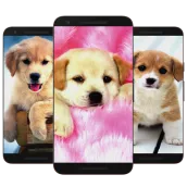 Puppy & Dog Wallpaper HD