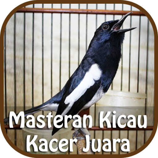 Masteran Kicau Kacer Juara