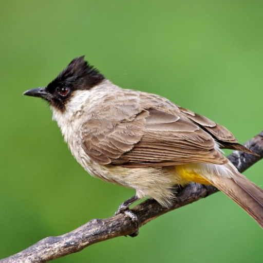 Sooty-headed bulbul sounds