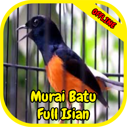 Kicau Murai Batu Full Isian