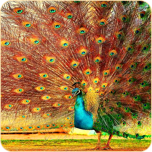 Peacock Wallpapers