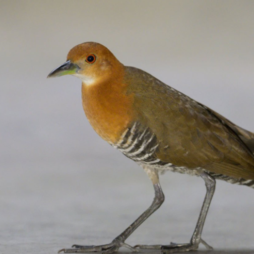 Slaty-legged Crake Bird Calls