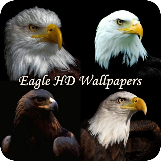 Eagle Wallpaper HD Aesthetic