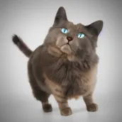 Epic Cats. Draw and Paint.