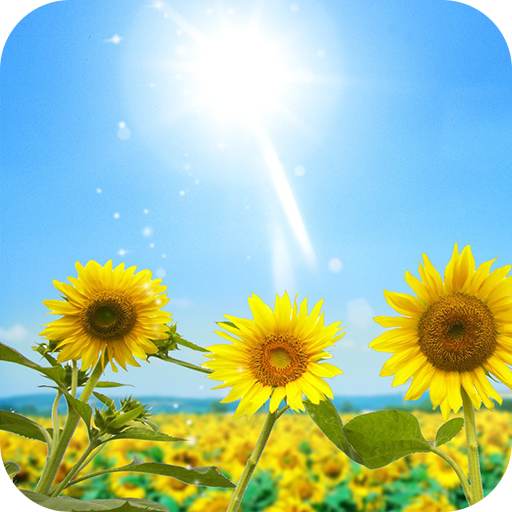 Sunflowers Live Wallpaper