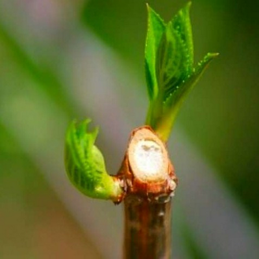 チュートリアル挿し木を植える方法