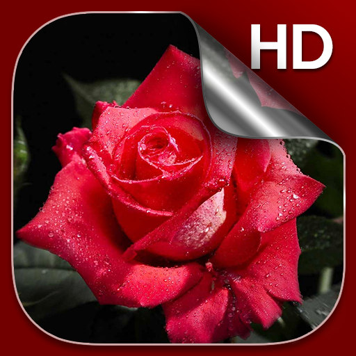 3D Rose Live Wallpaper HD