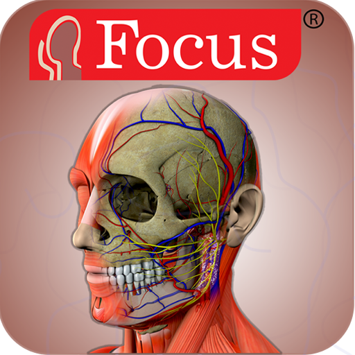 Head and Neck- Digital Anatomy