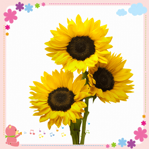 Sunflower Stickers for WA & Ne