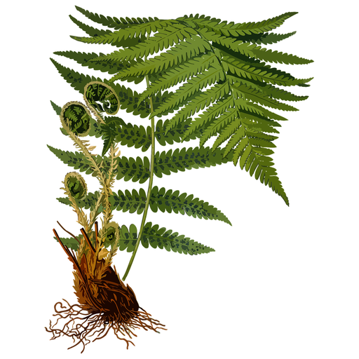 Fern species