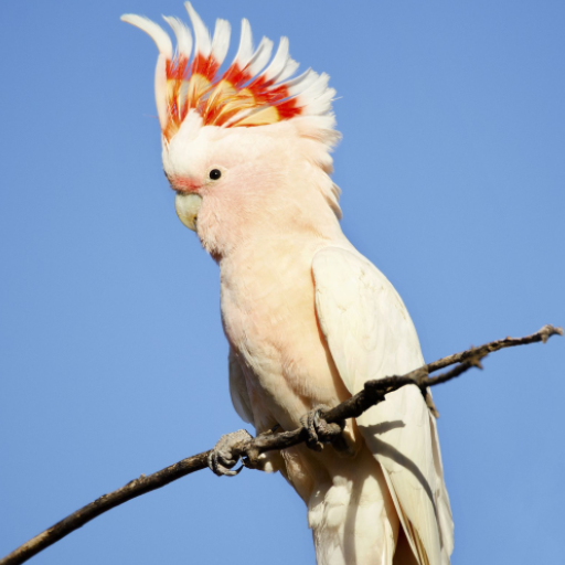 Suara Burung Kakatua