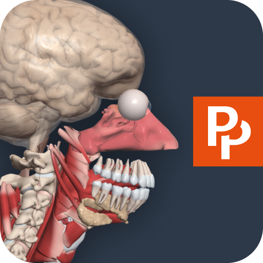 Primal’s 3D Human Anatomy Quiz