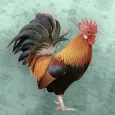 Bird sounds