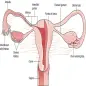 AZ Gynecology Ultrasound Guide
