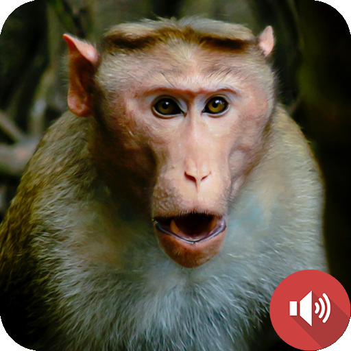 Monkey Sounds