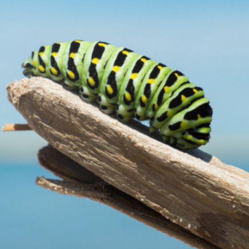 Caterpillar Wallpapers