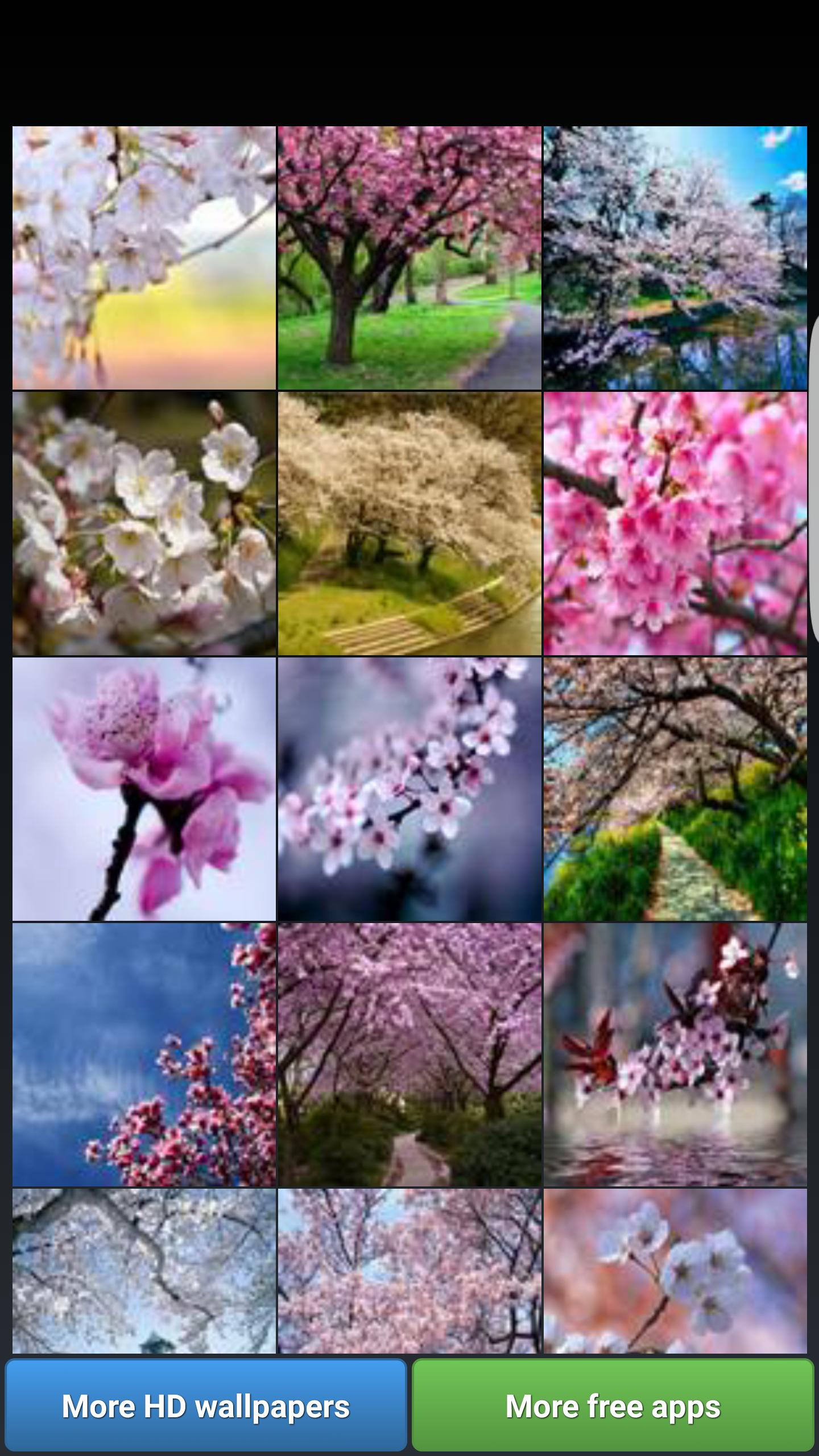 Download Sakura Cherry Blossoms HD Wall android on PC