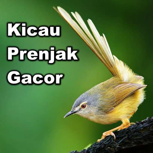 Kicau Burung Prenjak (Ciblek)