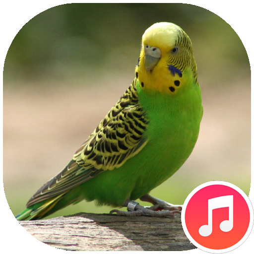 Parakeet Sounds