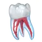 Стоматология - 3D иллюстрации
