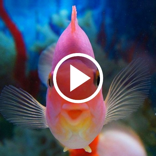 3D Aquarium Live Wallpaper