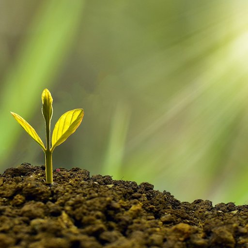 Planta y hierba mágicas