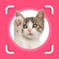 Cat Identifier: Cat Scanner