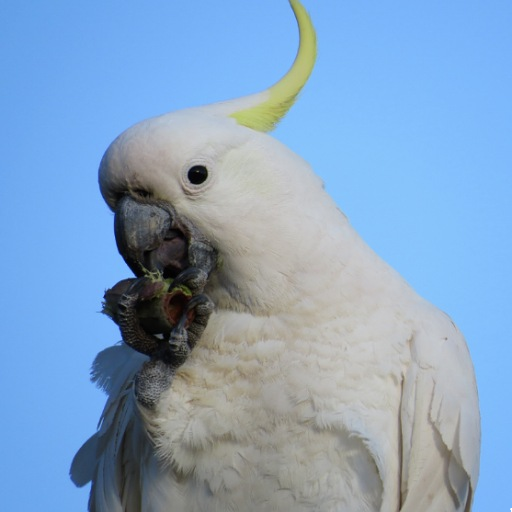 Cockatoos Parrot