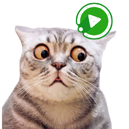 WASticker Gatos Animado Meme