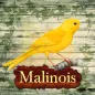 Train your Malinois Canary